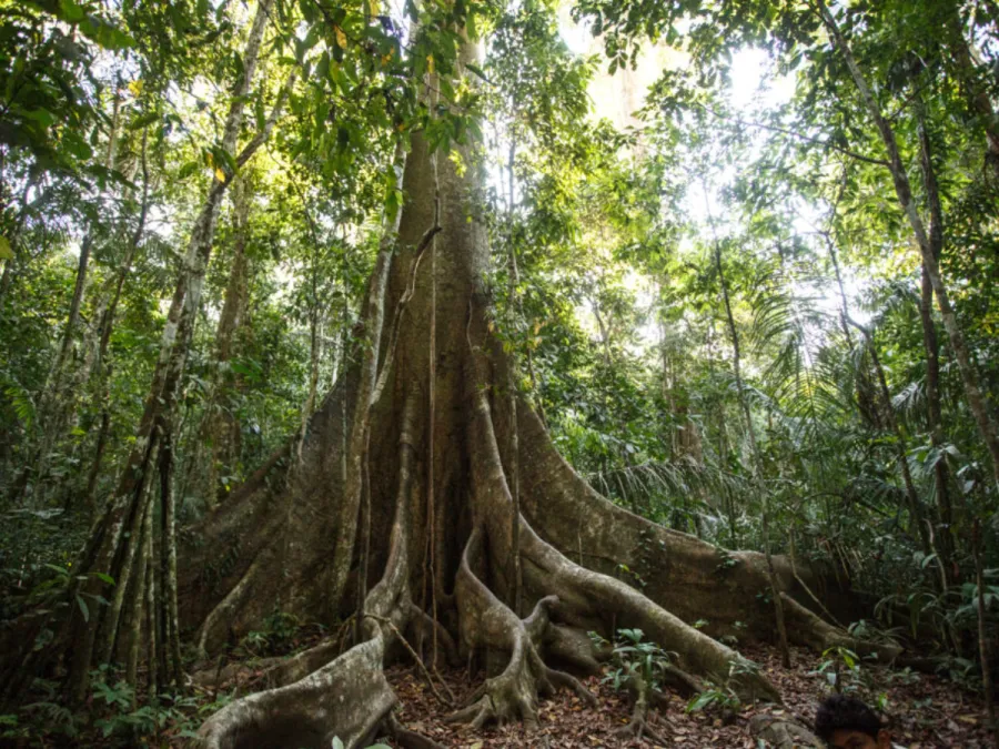 Imagem dicas-amazonia